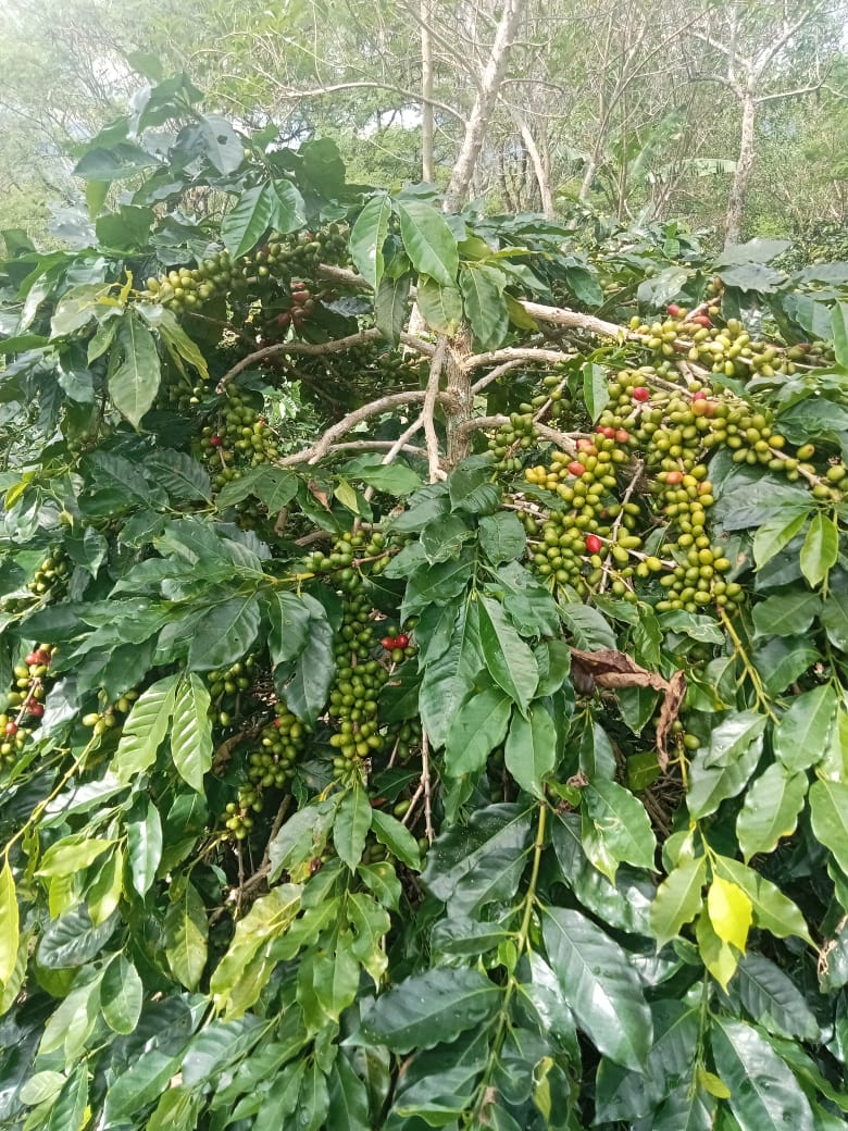 Tanaman Tahunan Kopi Arabica Gayo