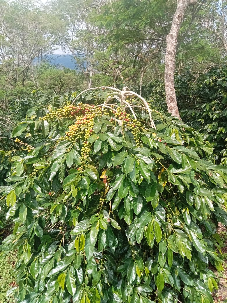 Tanaman Tahunan Kopi Arabica Gayo